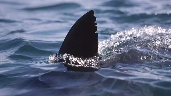 Возле Коста-Рики выловили оранжевую акулу с белыми глазами: странная находка смутила ученых