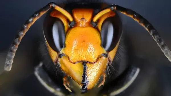 Названо самое смертоносное животное в США: вероятно, на него никто бы не подумал