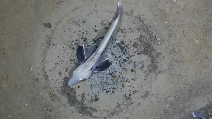 В мире есть лишь одно позвоночное с прозрачной кровью: в ней полностью отсутствует гемоглобин