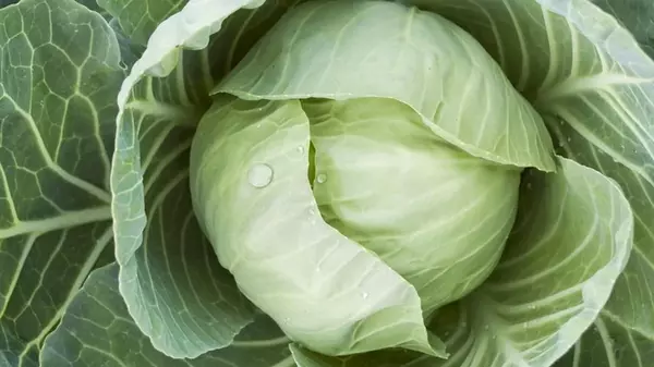 Популярный в Украине овощ стремительно дорожает: сколько сейчас стоит килограмм