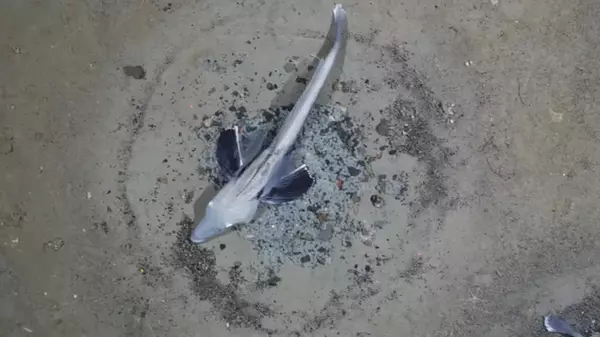 В мире есть лишь одно позвоночное с прозрачной кровью: в ней полностью отсутствует гемоглобин