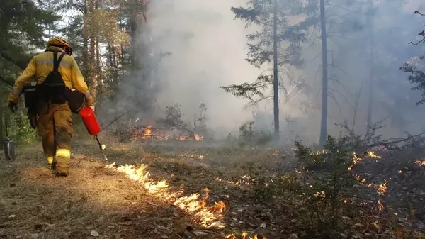 Лесные пожары в Канаде стали причиной гибели 87 000 человек по всему миру: как это возможно