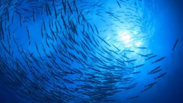 Рыба станет деликатесом для богатых уже к концу века: прогноз ученых