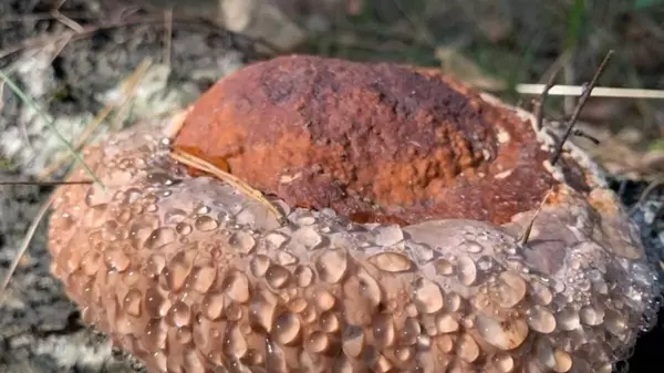 Вблизи Чернобыля растут гигантские грибы: ученые объяснили, в чем их особенность