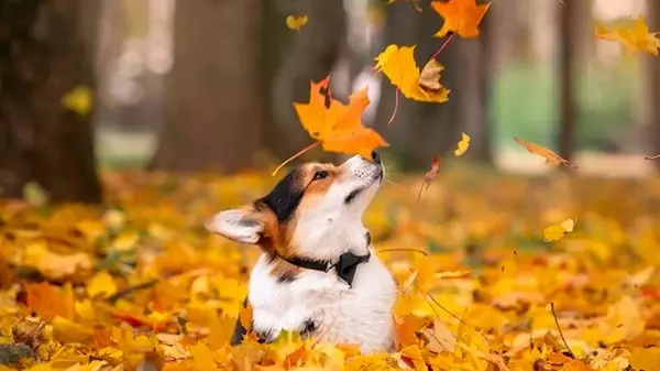 Гороскоп на неделю: для всех знаков зодиака