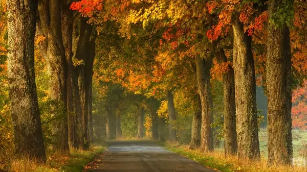 Гороскоп на неделю: для всех знаков зодиака