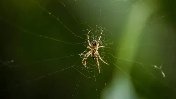 Плохие новости для арахнофобов: этой осенью прогнозируют всплеск активности паукообразных