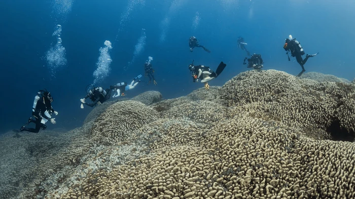 Найдено самое большое подводное существо, заметное даже из космоса