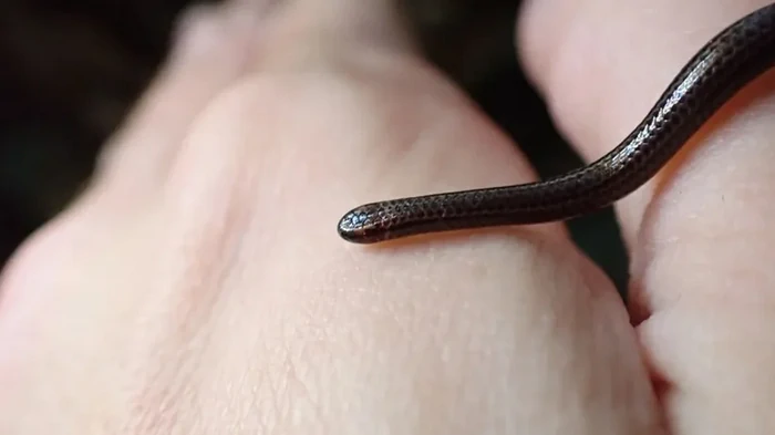Весом менее 1 грамма: ученые на 20 лет потеряли самую крохотную змею в мире