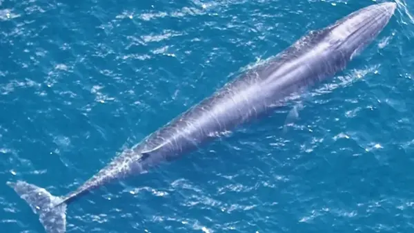 Новейший в мире вид морских гигантов на грани исчезновения: в океане осталось не более 50 особей