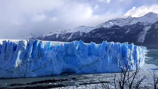 Эти гиганты живут до 200 лет: в ледяной Арктике обитают млекопитающие-долгожители