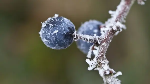 Синоптики предупредили о заморозках в ближайшее время: где именно