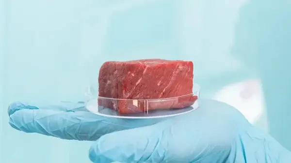Кухня превратится в лабораторию: вырастить искусственное мясо дома сможет каждый