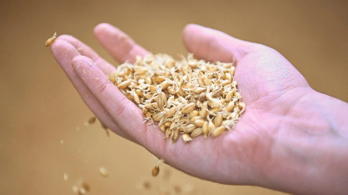 МВФ опасается нового скачка цен на продовольствие из-за Ла-Нинья