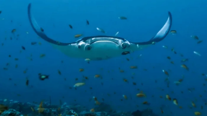 Скаты манты ныряют на экстремальную глубину: никто не подозревал, что они способны на это