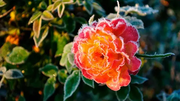 В Украине объявлен желтый уровень опасности из-за заморозков