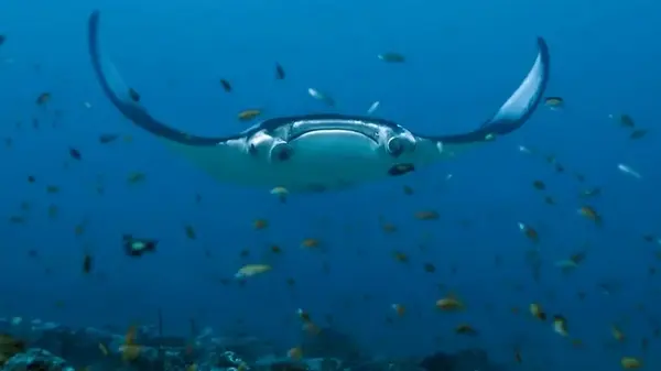 Скаты манты ныряют на экстремальную глубину: никто не подозревал, что они способны на это