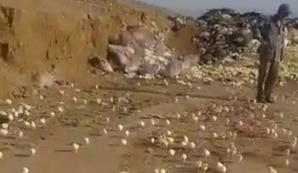 На свалке в Грузии из выброшенных яиц вылупилось множество цыплят (видео)