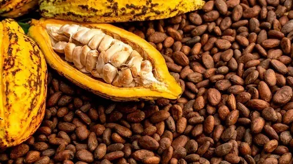 Какао-бобы дешевеют на фоне ожиданий высокого урожая в Африке