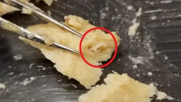 То, что нашли в банках консервированного лосося, ошеломило ученых — детали