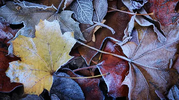 Мокрый снег и похолодание: синоптик рассказал, какая погода ждет украинцев в ноябре