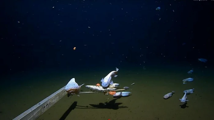 Ученые сняли на камеру самую глубоководную рыбу в мире: как она выглядит (видео)