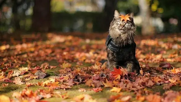 Гороскоп на неделю: для всех знаков зодиака