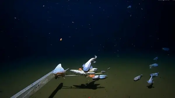 Ученые сняли на камеру самую глубоководную рыбу в мире: как она выглядит (видео)