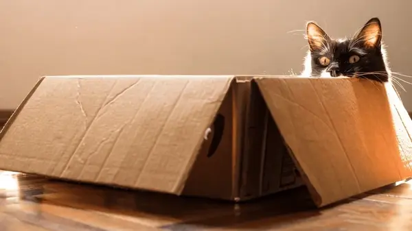 Почему кошки так любят коробки: у эволюции есть ответ