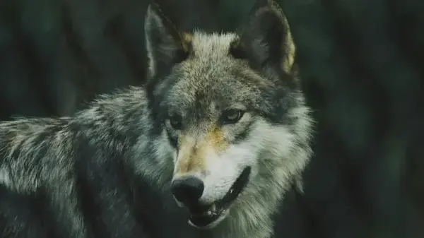 Волки каменного века превратились в чихуахуа: что произошло 10 тыс. лет назад