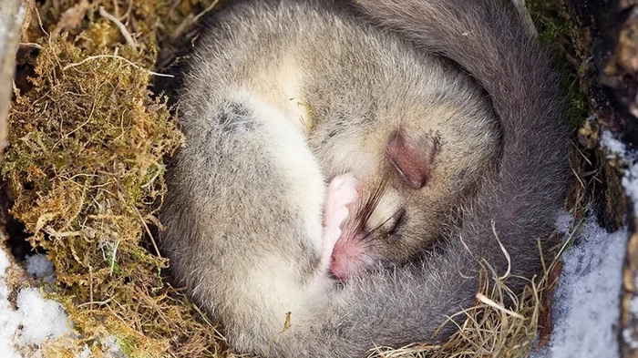Всего один ген отвечает за спячку у млекопитающих, включая людей: ученые его наконец-то нашли