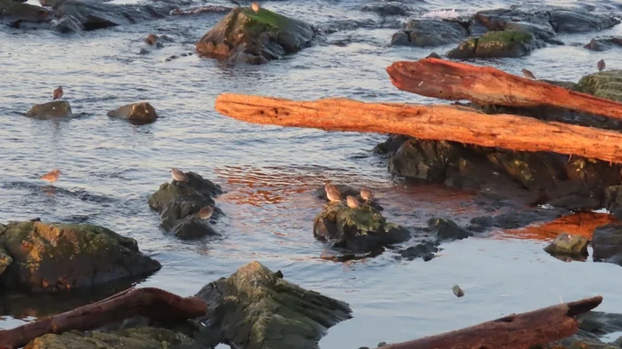 Бревна, плавающие у берега, оказались чрезвычайно опасными: от 20% до 80% жизни исчезает