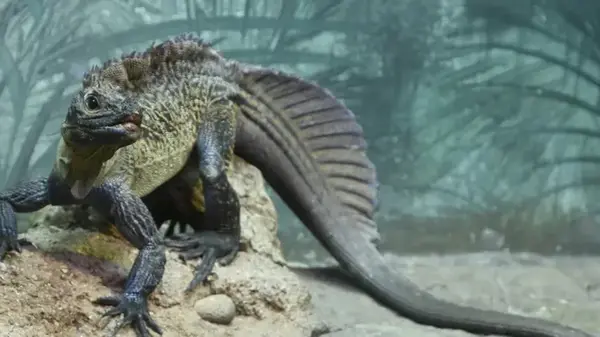 Мифическое существо из доисторических времен: названо животное, которое умеет ходить по воде