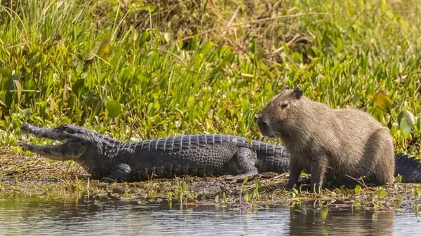 Самые дружелюбные животные в мире: почему крокодилы не нападают на капибар (видео)