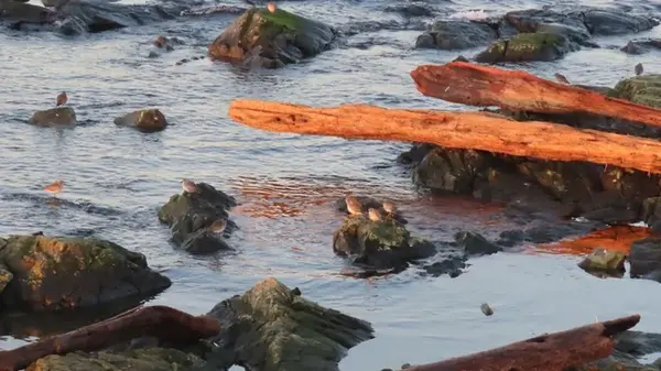 Бревна, плавающие у берега, оказались чрезвычайно опасными: от 20% до 80% жизни исчезает