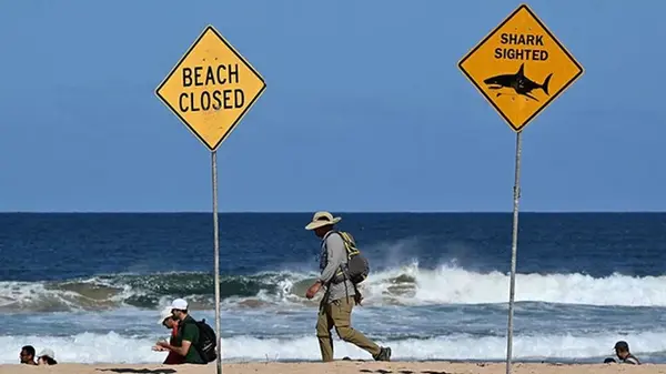 В Австралии акула напала на спортсменов, есть жертвы