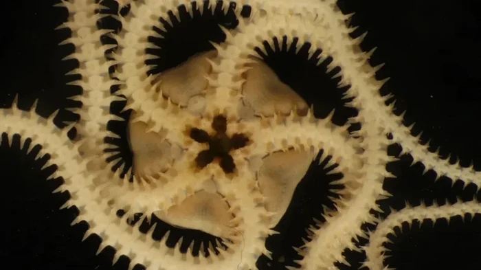 Нечто изрезало дно Тихого океана, уничтожив жизнь: названо то, что принесло разрушения