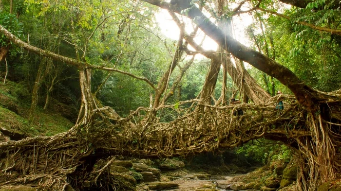 В Индии растут живые мосты: они могут выдерживать вес около 50 человек (видео)