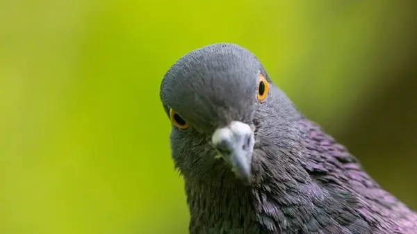 Как голубь знает, куда лететь: ученые нашли во внутреннем ухе птицы «компас»