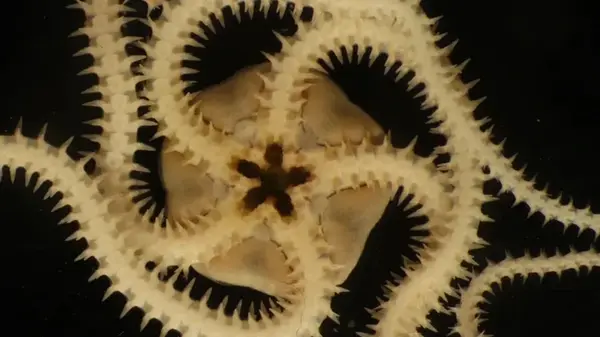 Нечто изрезало дно Тихого океана, уничтожив жизнь: названо то, что принесло разрушения