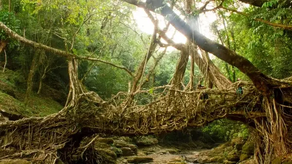 В Индии растут живые мосты: они могут выдерживать вес около 50 человек (видео)