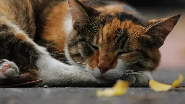 Ученые выяснили, когда в Китае появились первые домашние кошки