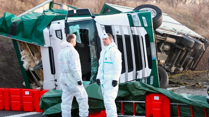 Тысячи кур разбежались с места масштабного ДТП в Германии