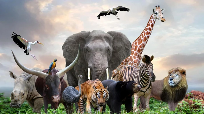 Сколько видов животных существует в мире: цифры вас поразят