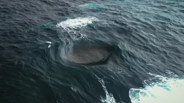 Загадочная воронка в океане: серферы случайно нашли место, где сходятся четыре волны (видео)