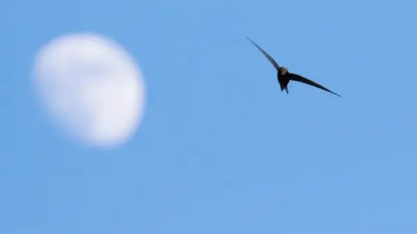 Как долго птицы могут не касаться земли: назван вид, способный летать без передышки 10 месяцев