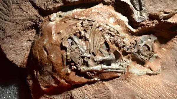 Ученым удалось заглянуть внутрь эмбрионов динозавров: что они увидели