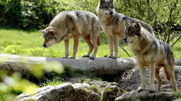 Тысячи лет назад люди заботились о волках задолго до появления собак, — исследование