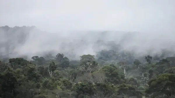Что-то странное происходит в Амазонии: Земля не видела такого десятки миллионов лет