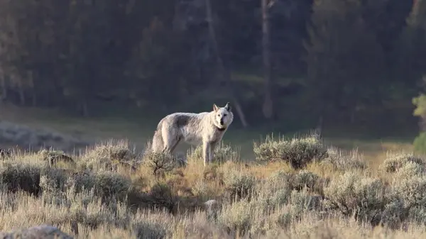Ученые задумались, действительно ли возвращение волков спасло дикую природу Йеллоустоуна